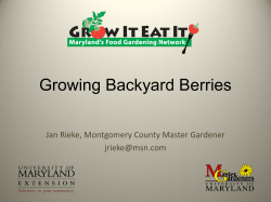 Growing Backyard Berries