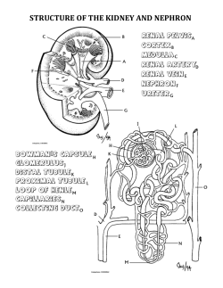 STRUCTURE OF THE KIDNEY AND NEPHRON