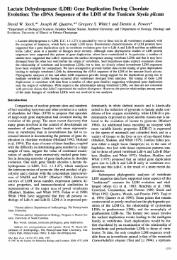 Lactate Dehydrogenase (LDH) Gene Duplication During Chordate