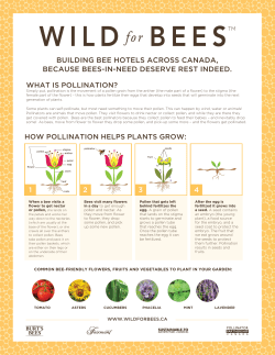 Learn more about pollination, bees and their
