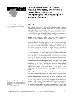 Incipient speciation of Catostylus mosaicus
