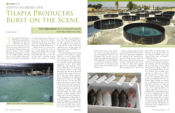 Tilapia Producers Burst on the Scene