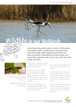 10 Wildlife - City of Salisbury