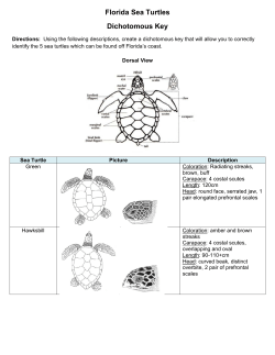 Florida Sea Turtles Dichotomous Key