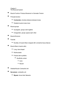 Chapter 6 The Muscular System &bull; Muscle Function: Produce