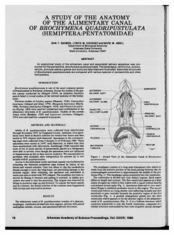 Study of the Anatomy of of the Alimentary Canal of Brochymena