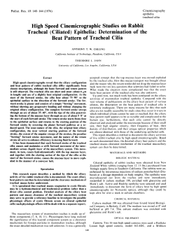 Epithelia: Determination of the Beat Pattern of Tracheal Cilia