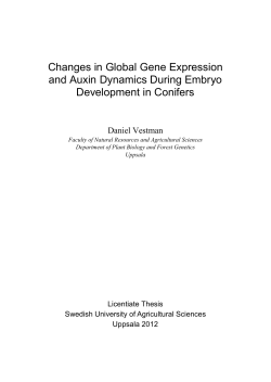 Changes in Global Gene Expression and Auxin Dynamics