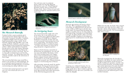 An Intriguing Insect Monarch Development The Monarch Butterfly