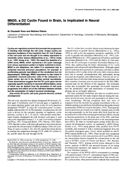 MN20, a D2 Cyclin Differentiation Found Neural