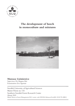 The development of beech in monoculture and mixtures