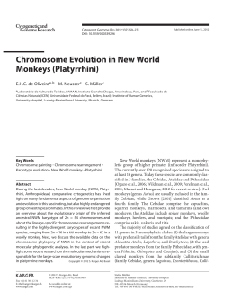 Chromosome Evolution in New World Monkeys (Platyrrhini)