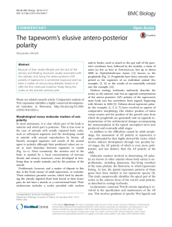 The tapeworm`s elusive antero-posterior polarity