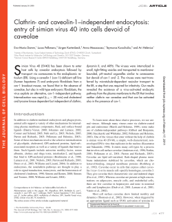 Clathrin- and caveolin-1&ndash;independent endocytosis