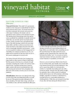 Eastern Screech Owl - The Nature Conservancy