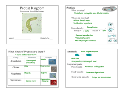 Protist Kingdom - New Hartford Central Schools