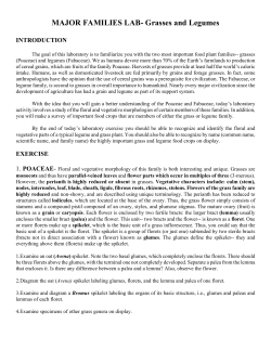 MAJOR FAMILIES LAB- Grasses and Legumes