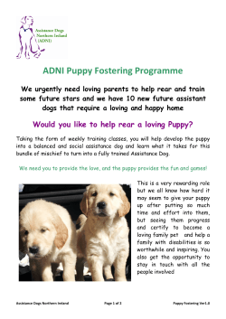 ADNI Puppy Fostering Programme - Assistance Dogs Northern Ireland