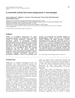 Contractile activity in macrophage phagosomes