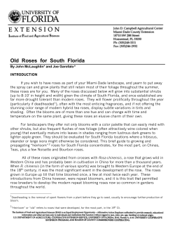 Old Roses for South Florida - Miami-Dade Extension