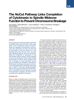 The NoCut Pathway Links Completion of Cytokinesis to Spindle