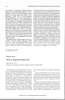 SEM of Tapeworm Flame Cells