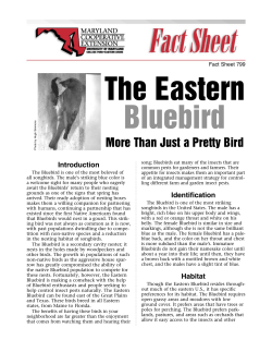 The Eastern Bluebird: More Than Just a Pretty Bird