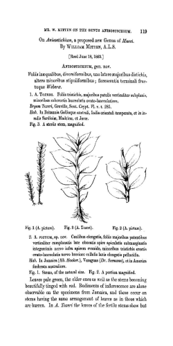 On Anisostichium, a proposed new Genus of Musci.