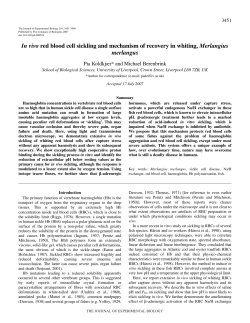 In vivo red blood cell sickling and mechanism of recovery in whiting