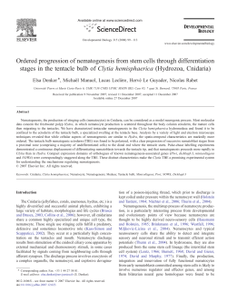 Ordered progression of nematogenesis from stem cells through
