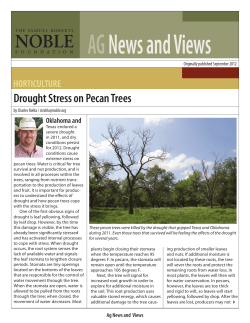 Drought Stress on Pecan Trees
