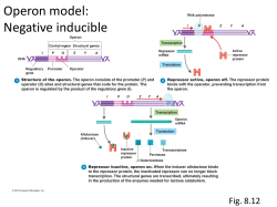 Operon model: Negative inducible