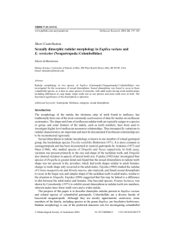 Short Contribution Sexually dimorphic radular morphology in