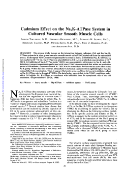 Cadmium Effect on the Na,K-ATPase System in