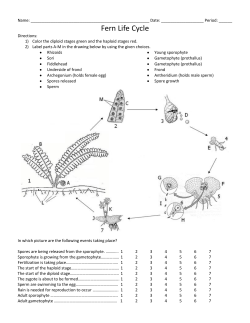 Fern Life Cycle