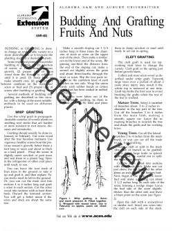 Budding And Grafting Fruits And Nuts