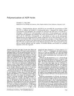 Polymerization of ADP-Actin