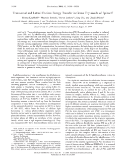 Transversal and Lateral Exciton Energy Transfer in Grana