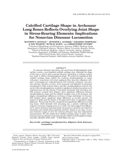 Calcified cartilage shape in archosaur long bones reflects overlying