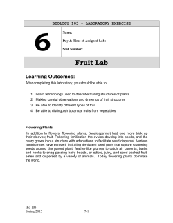 Fruit Lab