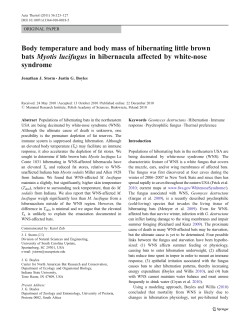 Body temperature and body mass of hibernating little brown bats