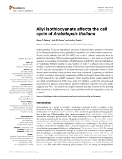 Allyl isothiocyanate affects the cell cycle of Arabidopsis thaliana