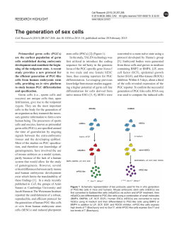 The generation of sex cells