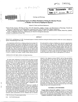 Cytochemical aspects of cellulose breakdown during the infection