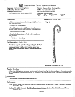 Nephasoma diaphanes