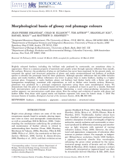 Morphological basis of glossy red plumage colours