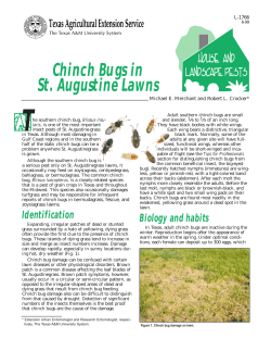 Chinch Bugs in St. Augustine Grass