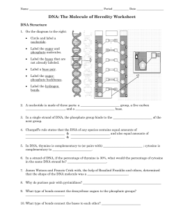 DNA: The Molecule of Heredity Worksheet