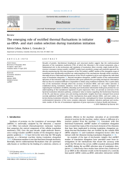The emerging role of rectified thermal fluctuations in initiator aa-tRNA