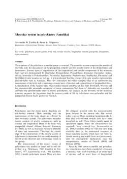 Muscular system in polychaetes (Annelida)